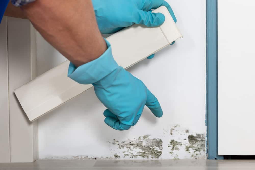 The Correct Way to Deal with Mold Behind the Baseboard